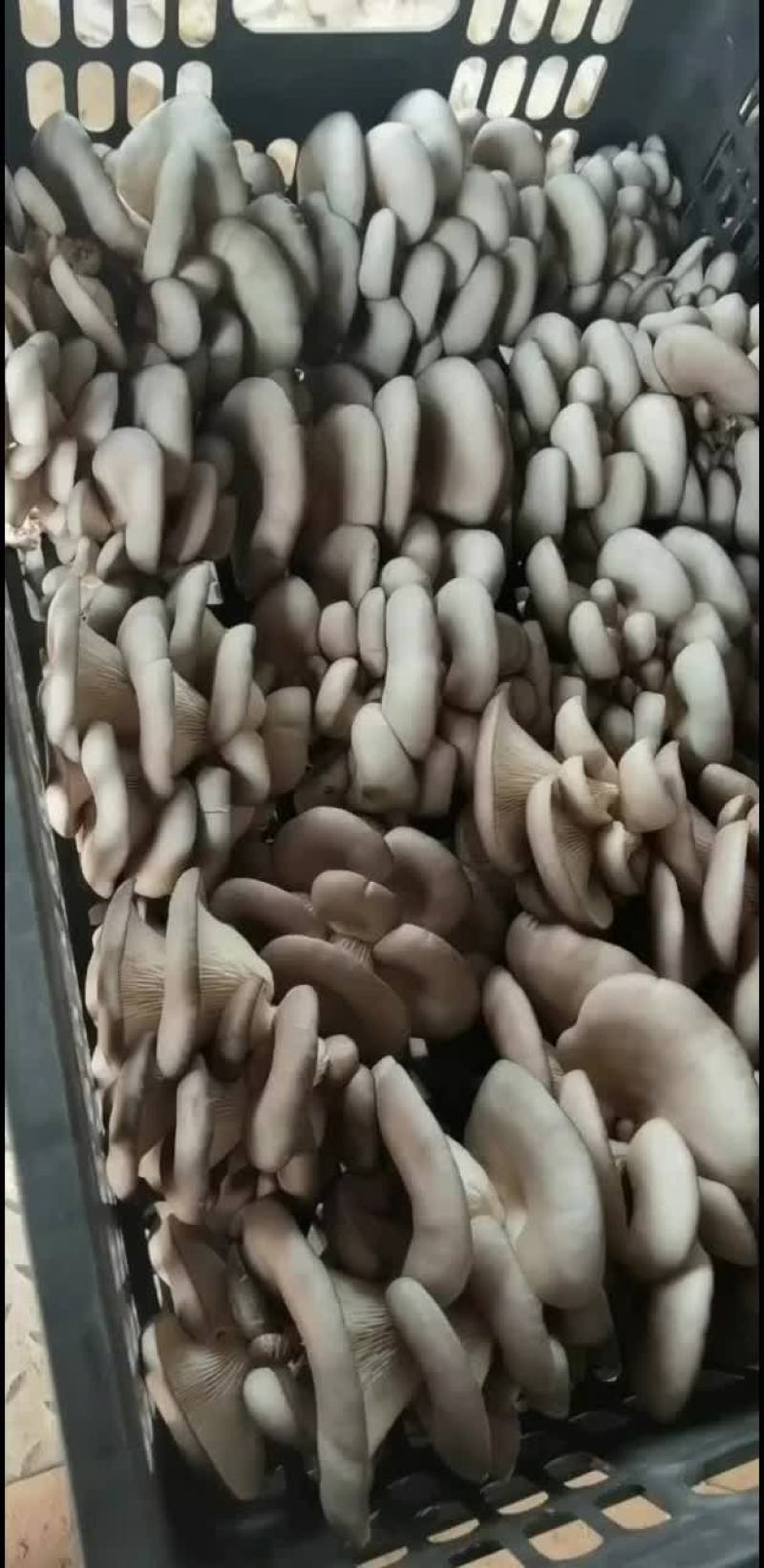平菇