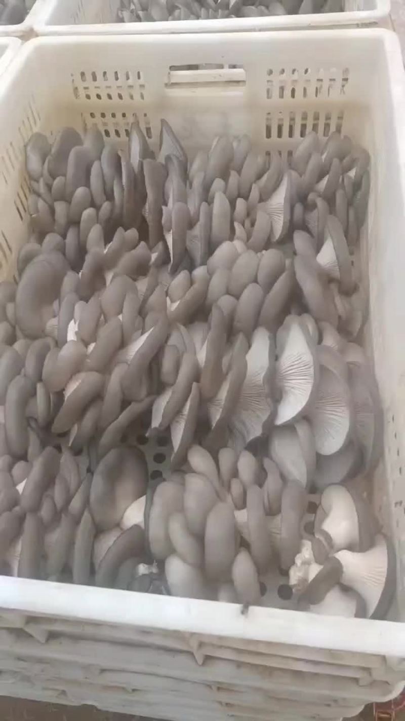平菇