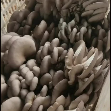 平菇