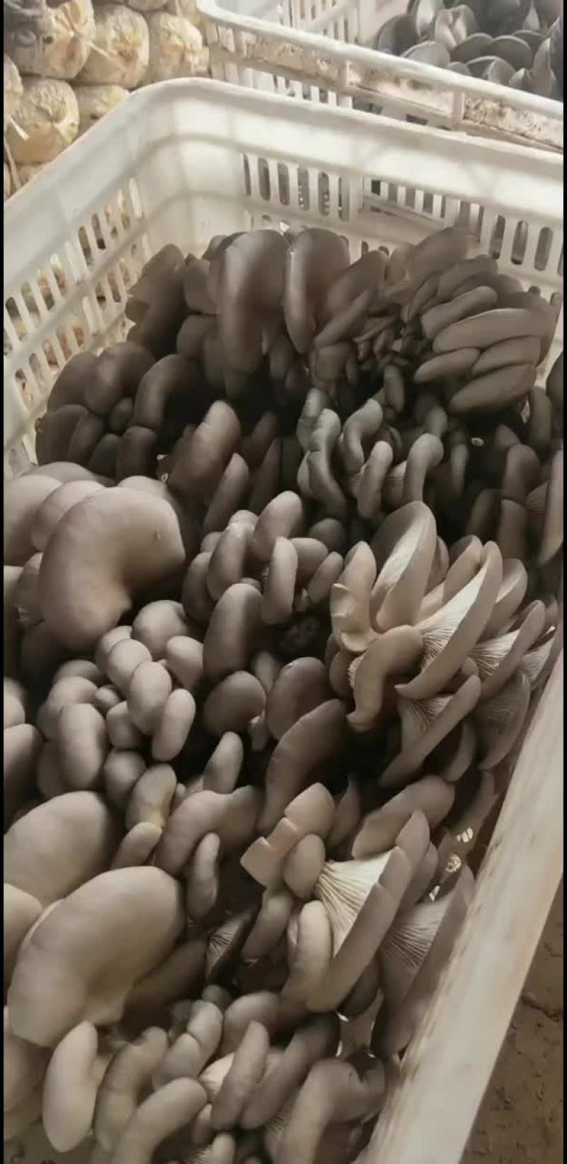平菇