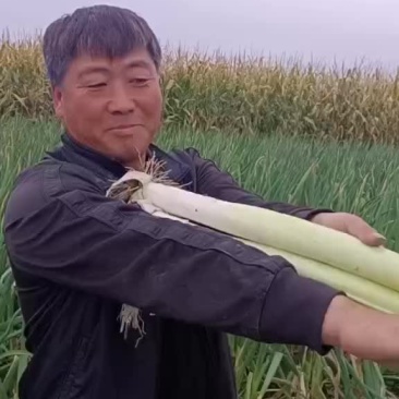 产地大葱代购代销，七毛