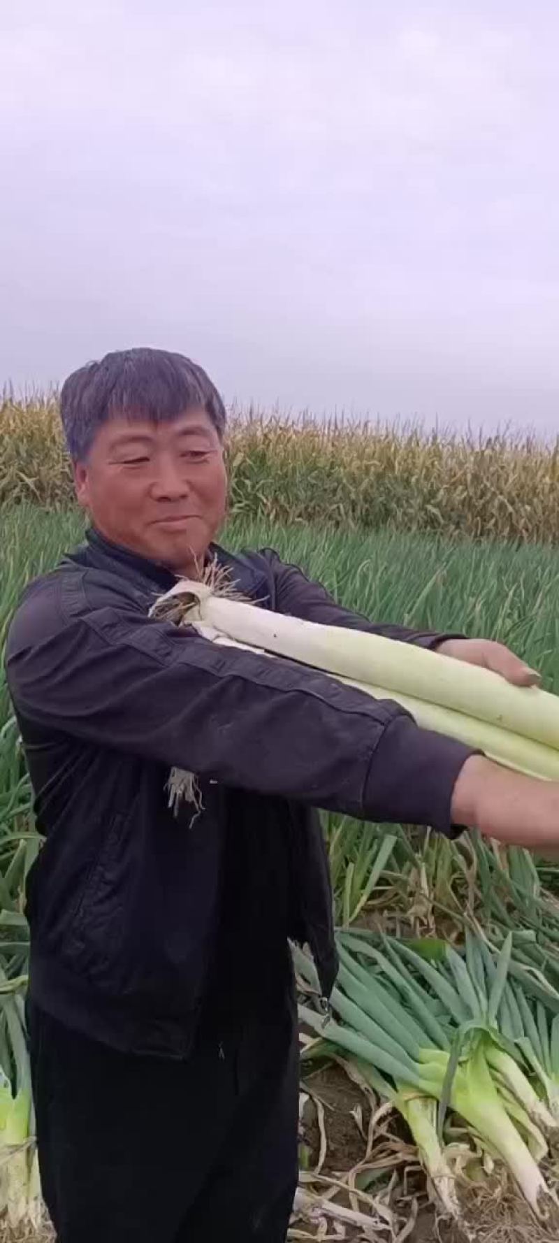 产地大葱代购代销，七毛