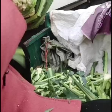 松花，实花大量现货，价格便宜