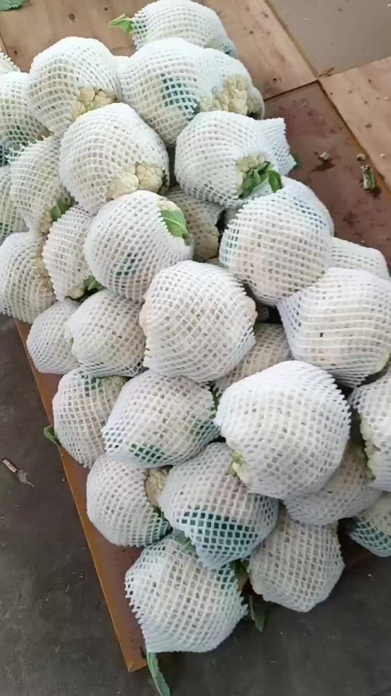 松花，实花大量现货，价格便宜
