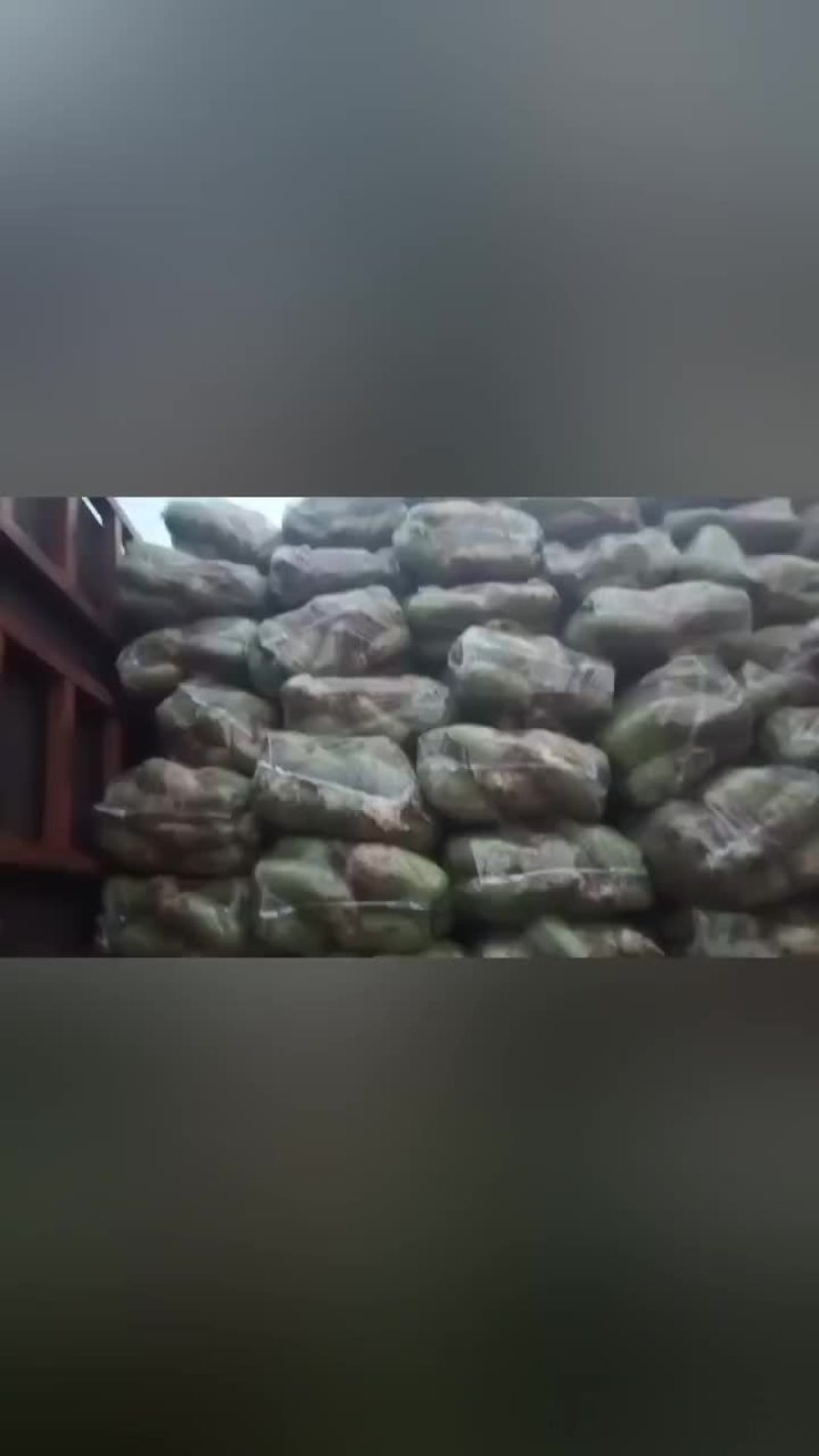 白萝卜