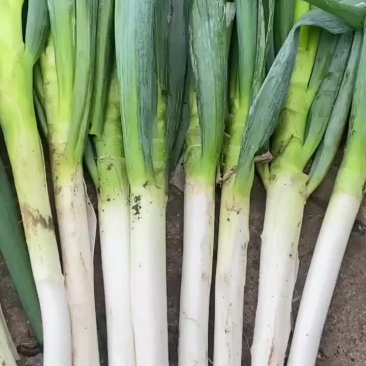 铁杆大葱刚葱