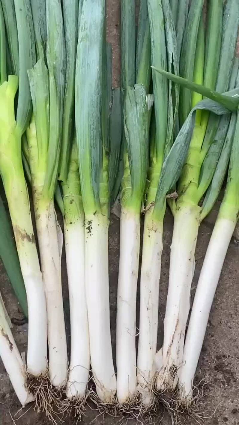 铁杆大葱刚葱