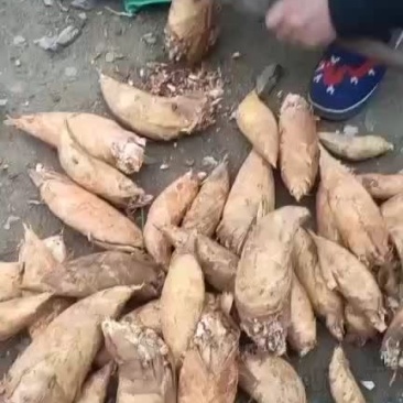 冬笋