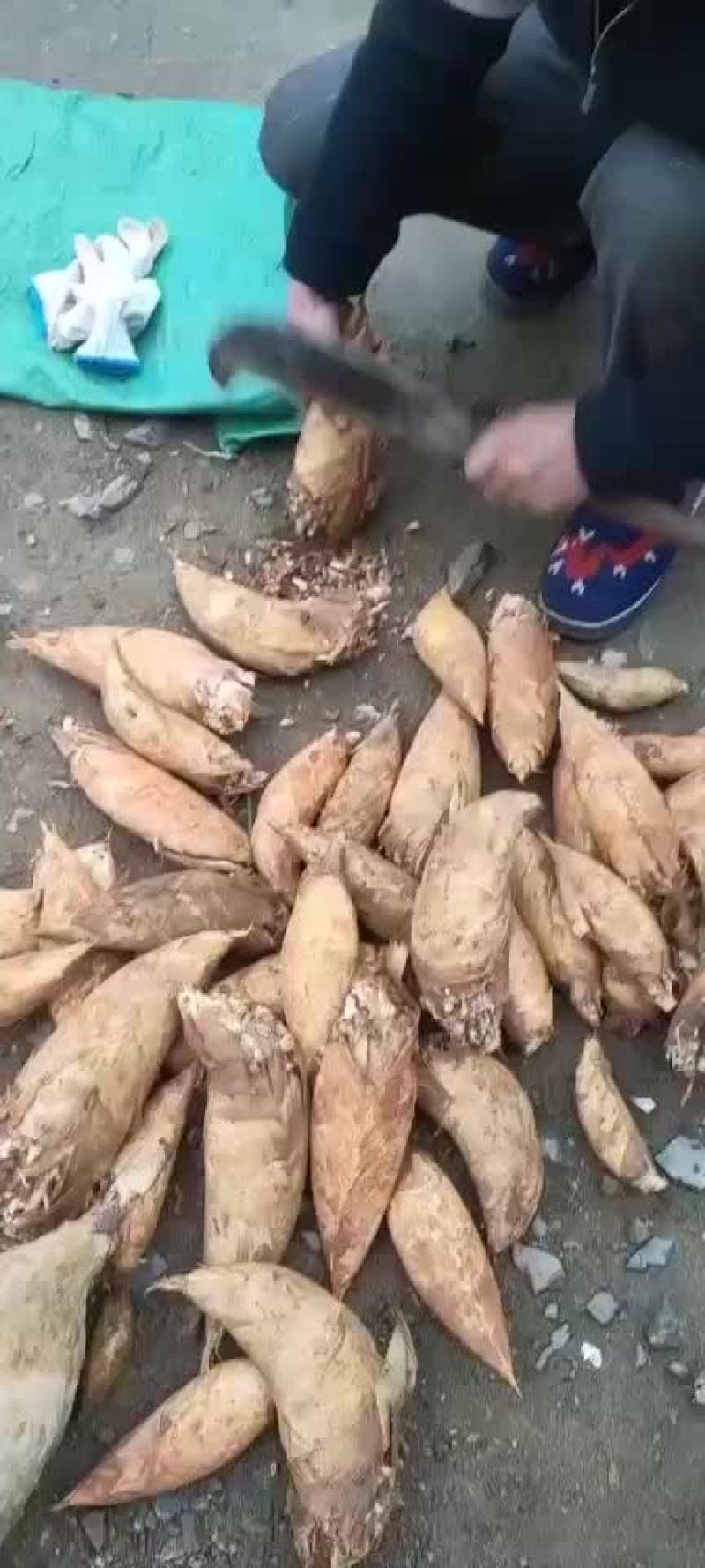 冬笋