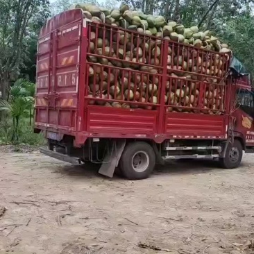 带皮椰青