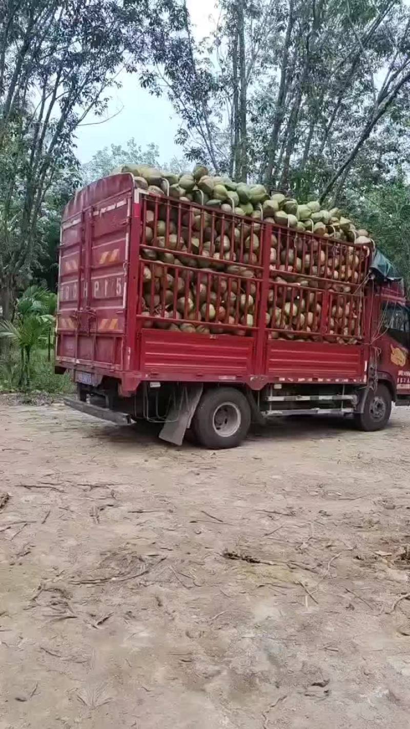 带皮椰青