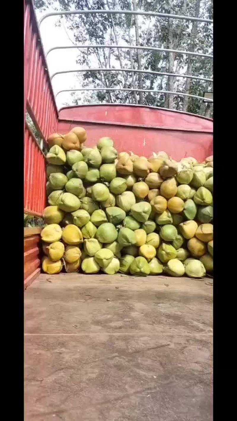 带皮椰青