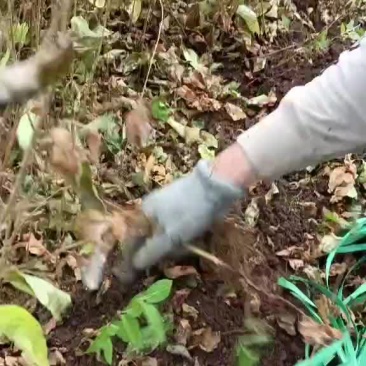 红花忍冬小苗金银忍冬苗忍冬小苗建圃苗绿化苗忍冬苗