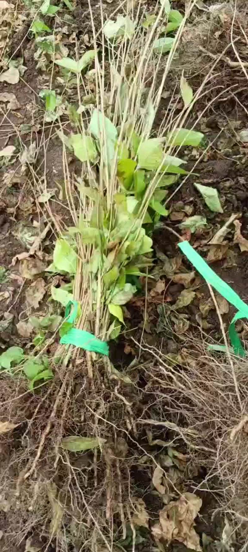 红花忍冬小苗金银忍冬苗忍冬小苗建圃苗绿化苗忍冬苗