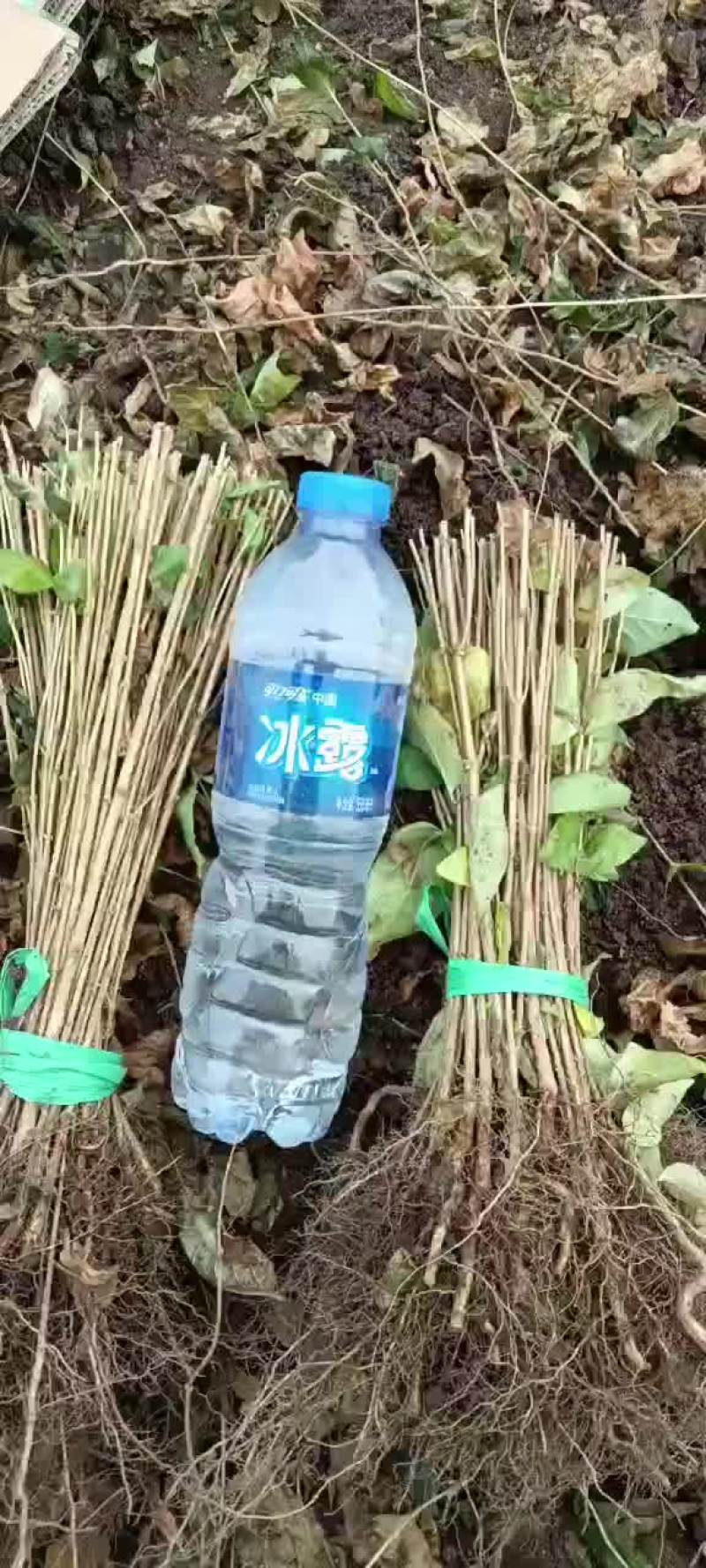 红花忍冬小苗金银忍冬苗忍冬小苗建圃苗绿化苗忍冬苗