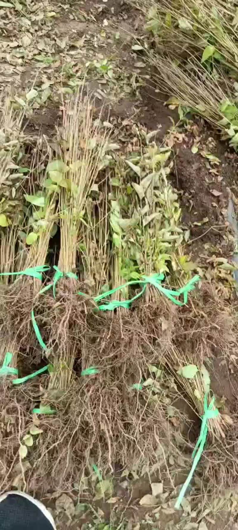 红花忍冬小苗金银忍冬苗忍冬小苗建圃苗绿化苗忍冬苗