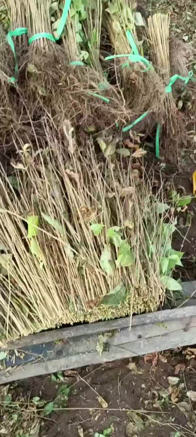 红花忍冬小苗金银忍冬苗忍冬小苗建圃苗绿化苗忍冬苗