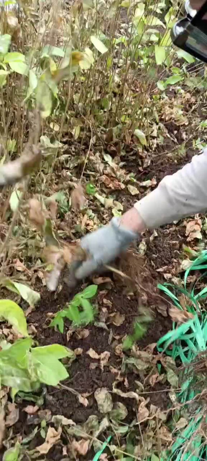 红花忍冬小苗金银忍冬苗忍冬小苗建圃苗绿化苗忍冬苗