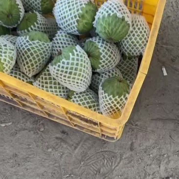 凤梨释迦果