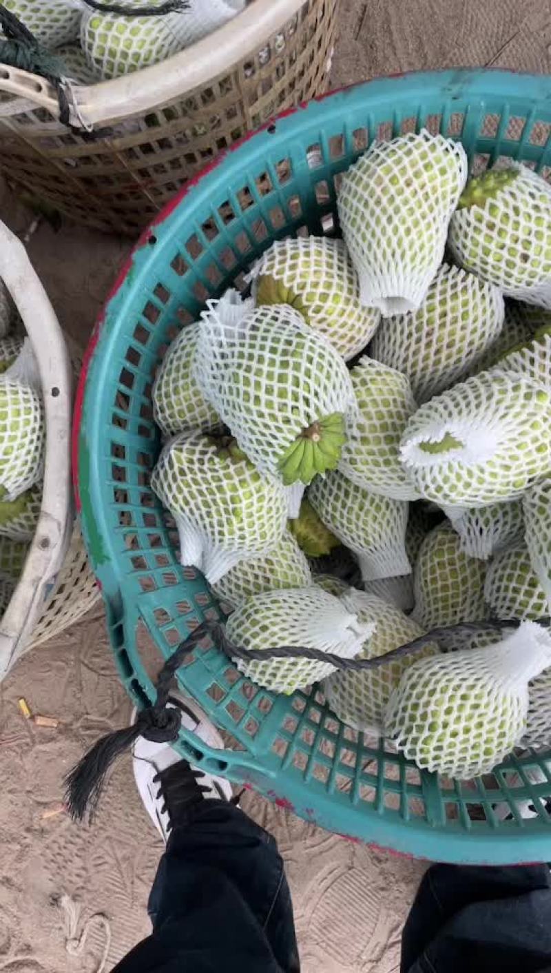 凤梨释迦果