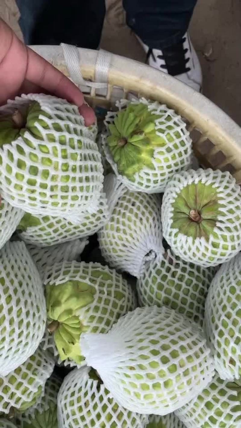 凤梨释迦果