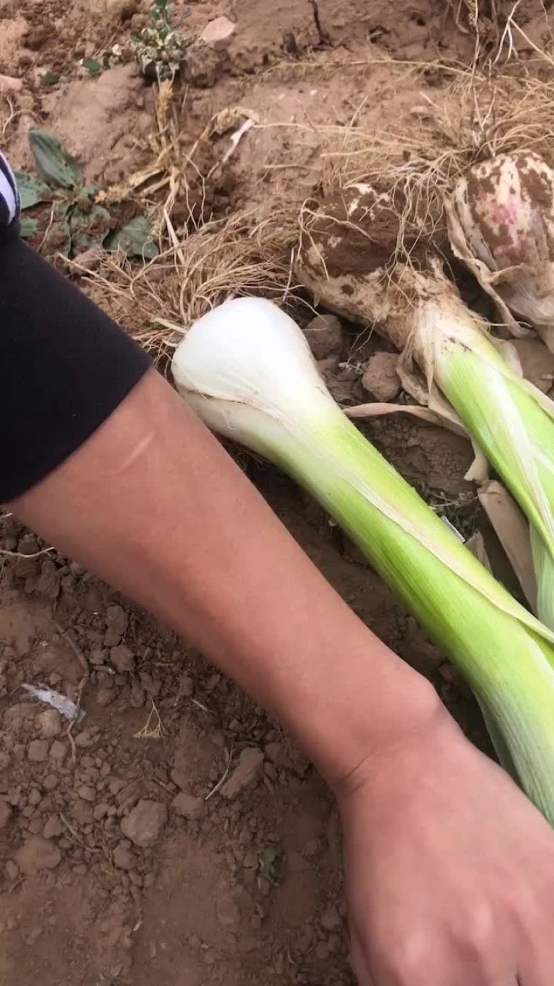 蔚县疙瘩葱。量大的来