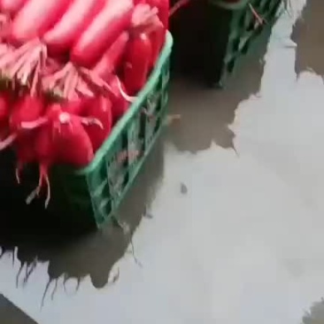 崇州百亩沙地红皮萝卜