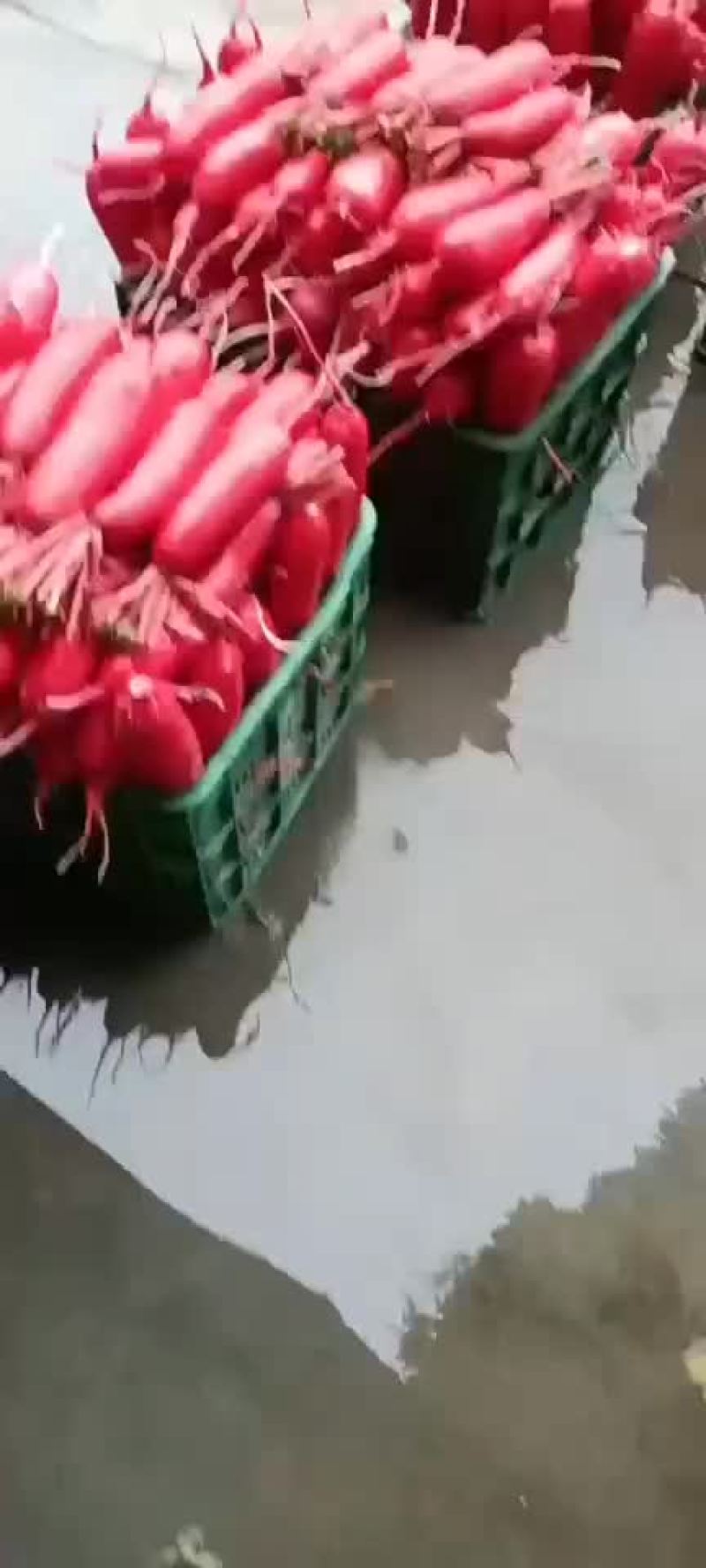 崇州百亩沙地红皮萝卜