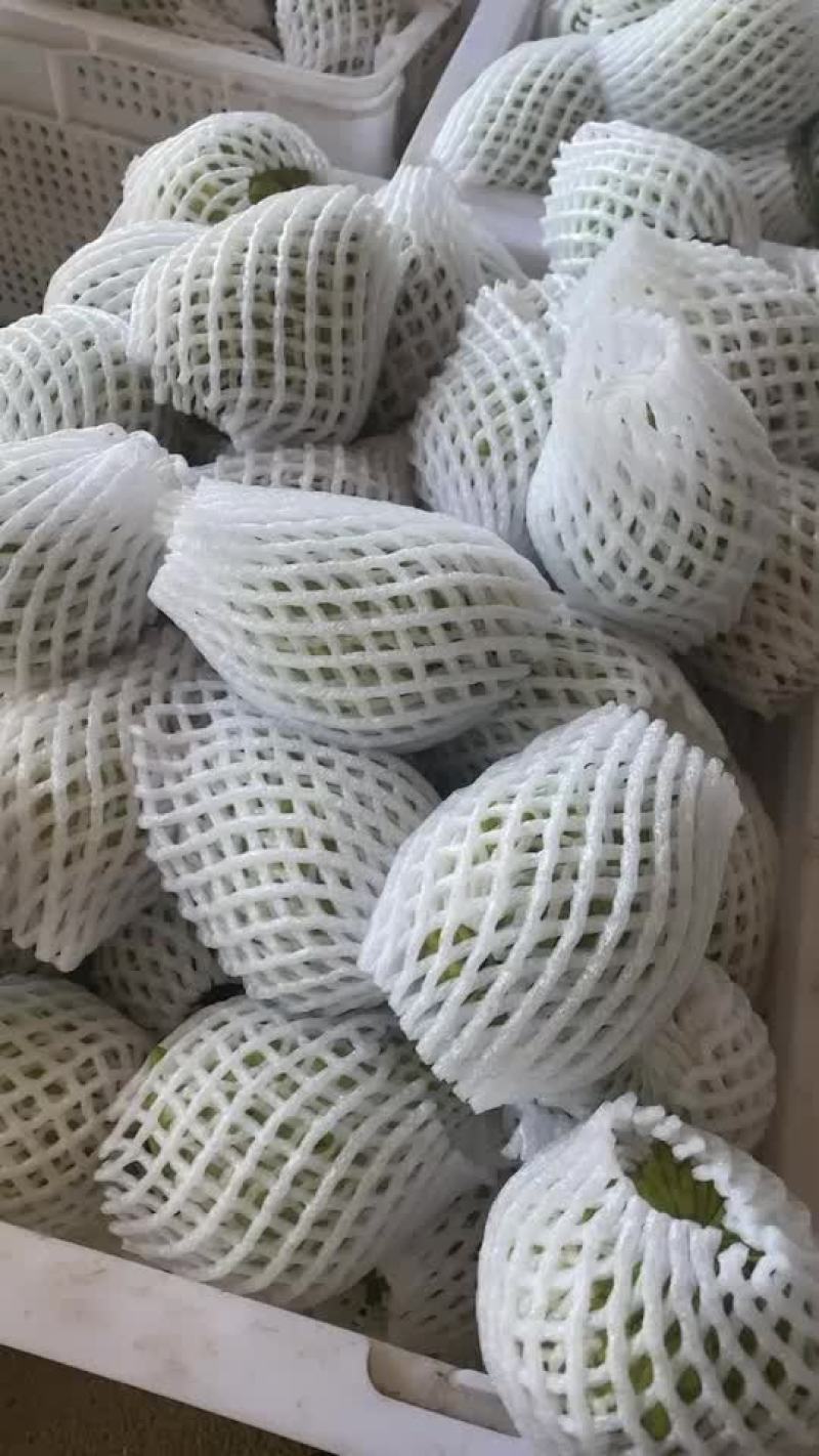 自家果园种植凤梨释迦果；欢迎电商洽谈