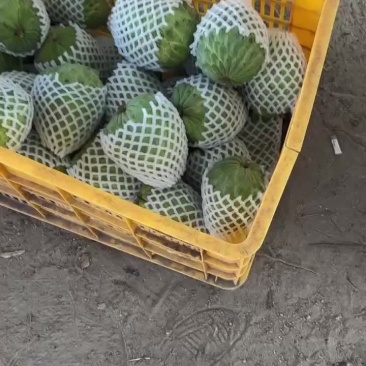 自家果园种植凤梨释迦果；欢迎电商洽谈