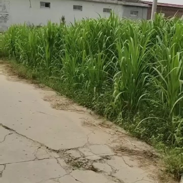 菌草