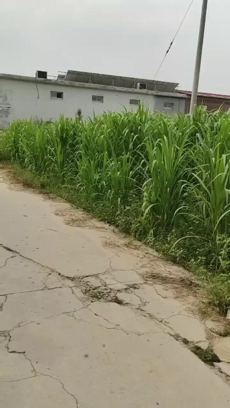 菌草
