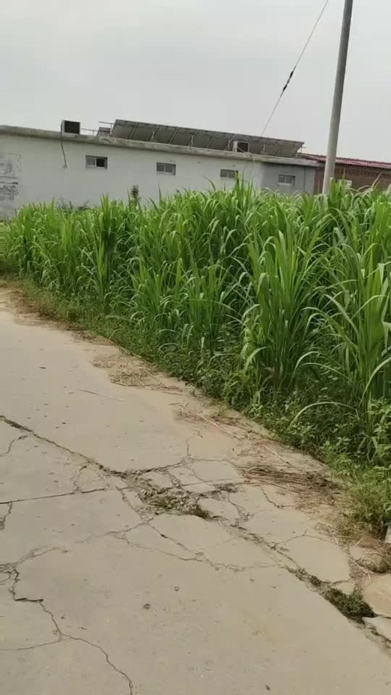 菌草