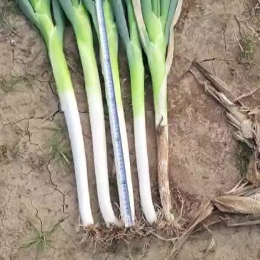 长白大葱