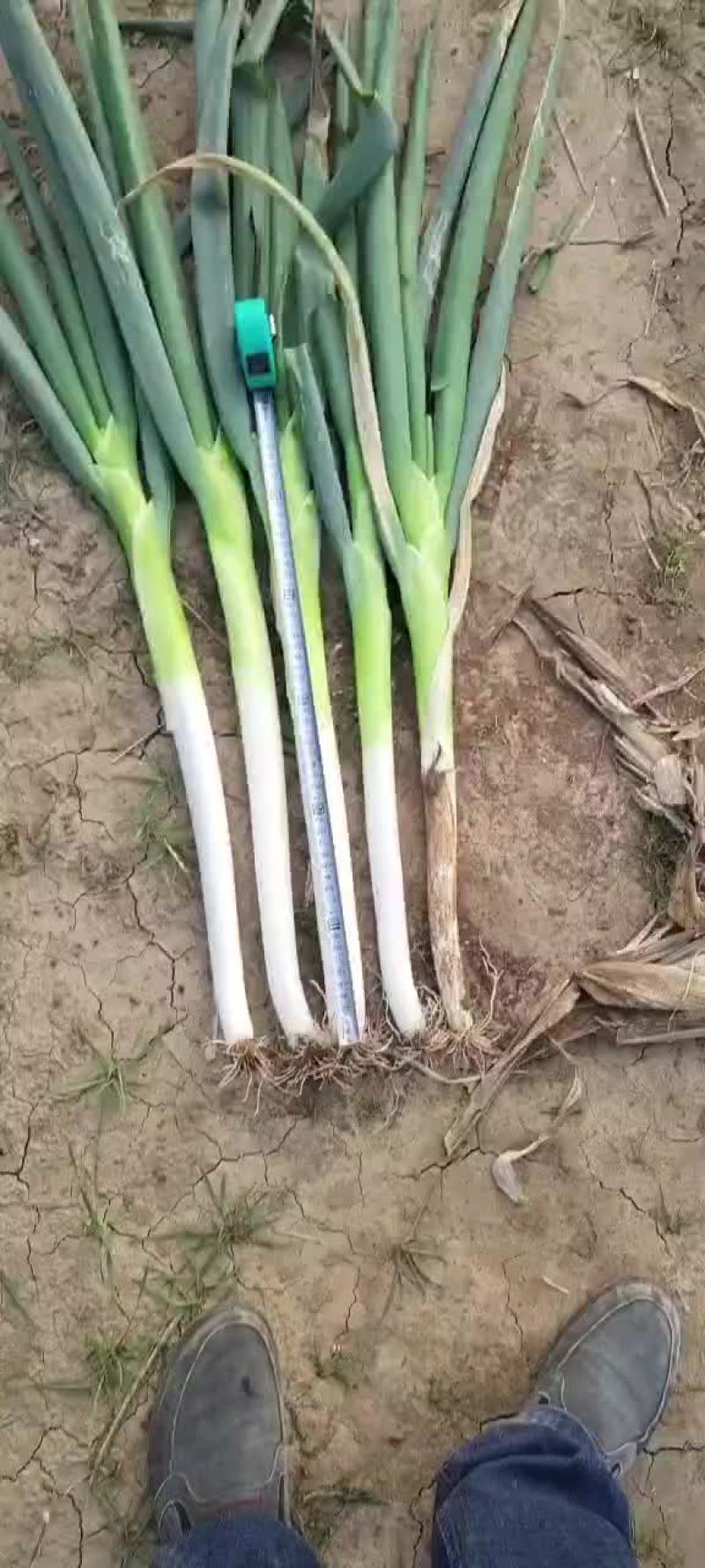 长白大葱