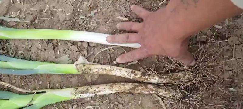 长白大葱