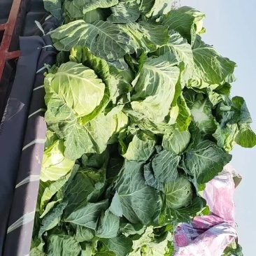 包菜