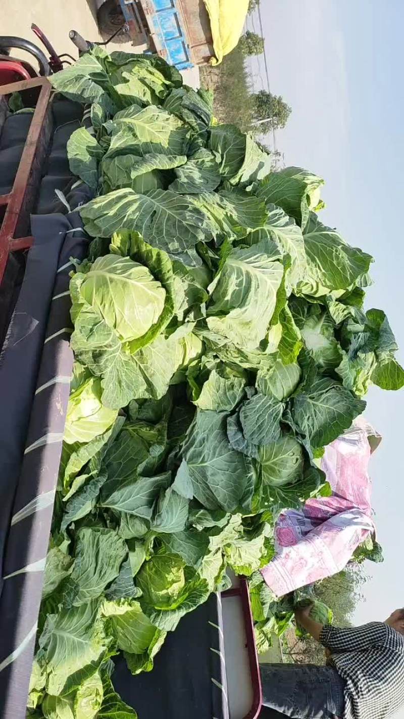 包菜