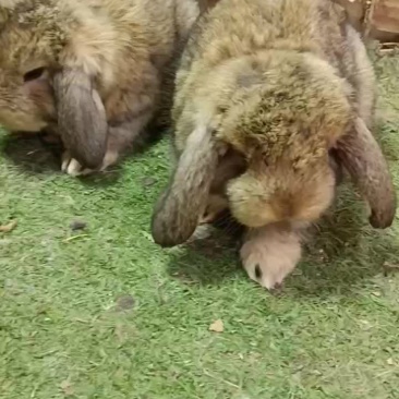 半月的公羊兔