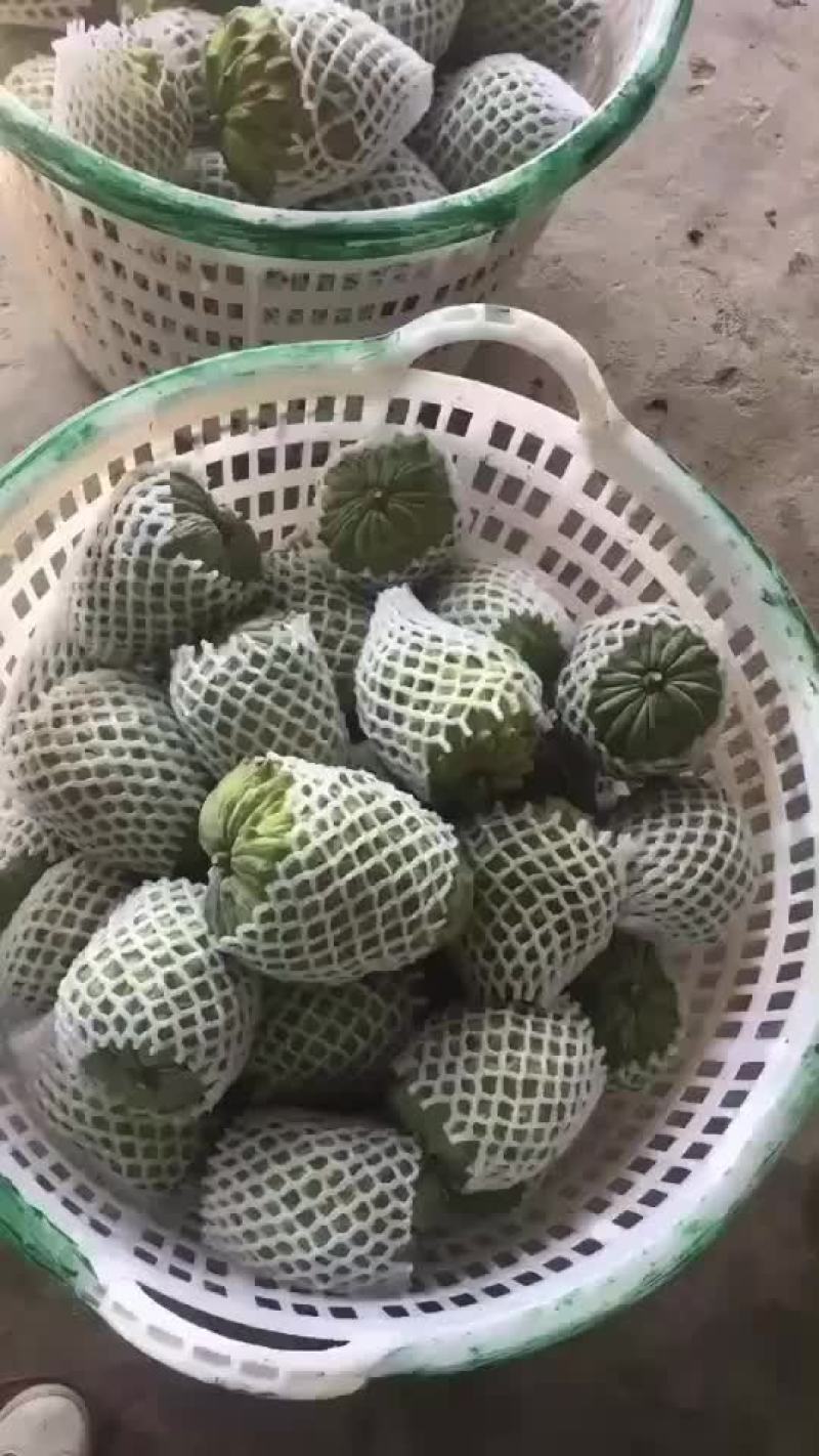 自家果园种植台湾凤梨释迦，需要的老板可以联系