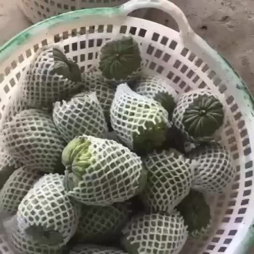 自家果园种植台湾凤梨释迦，需要的老板可以联系
