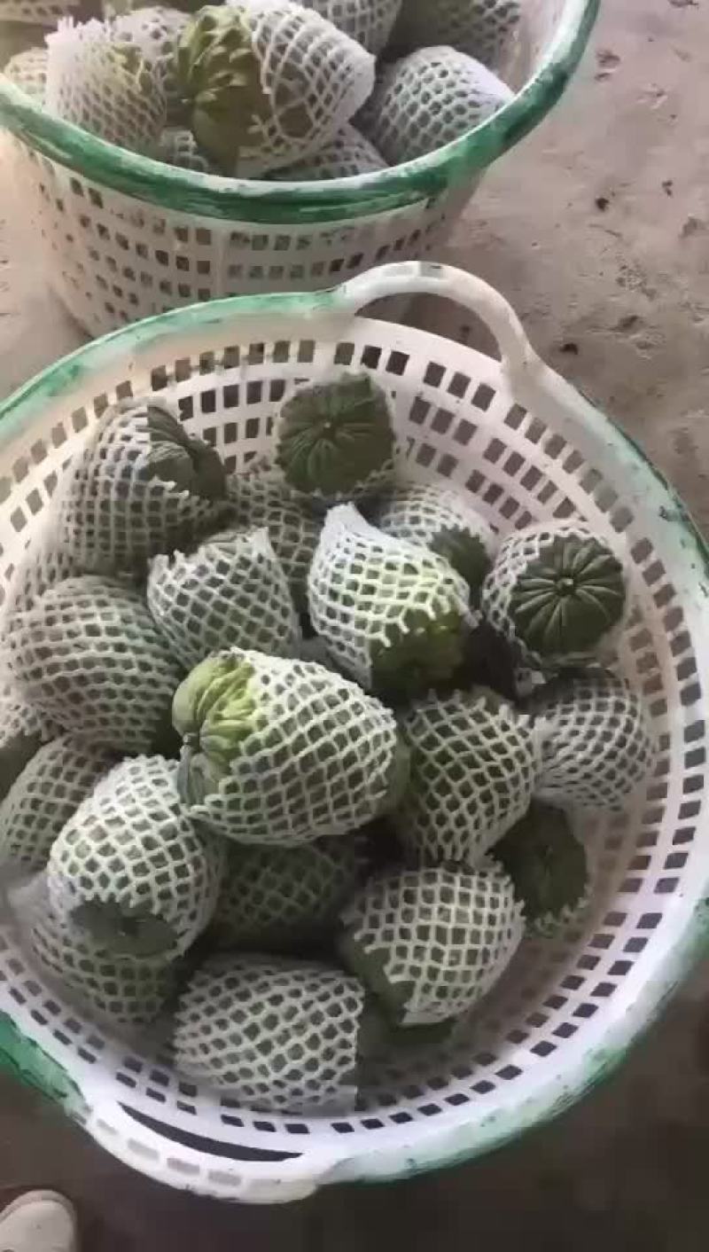 自家果园种植台湾凤梨释迦，需要的老板可以联系