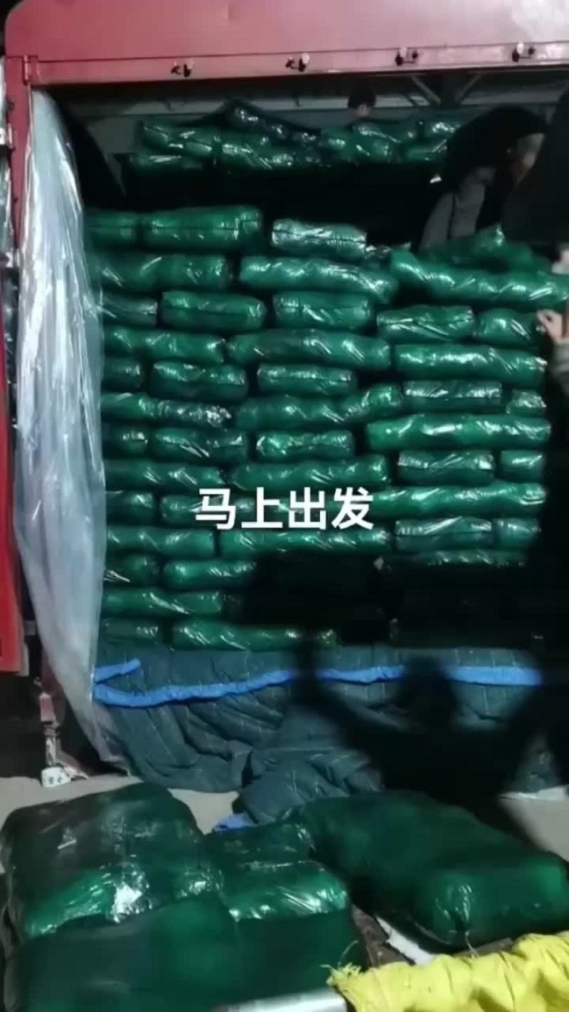 陕西甘蓝大量上市需要的朋友可以联系