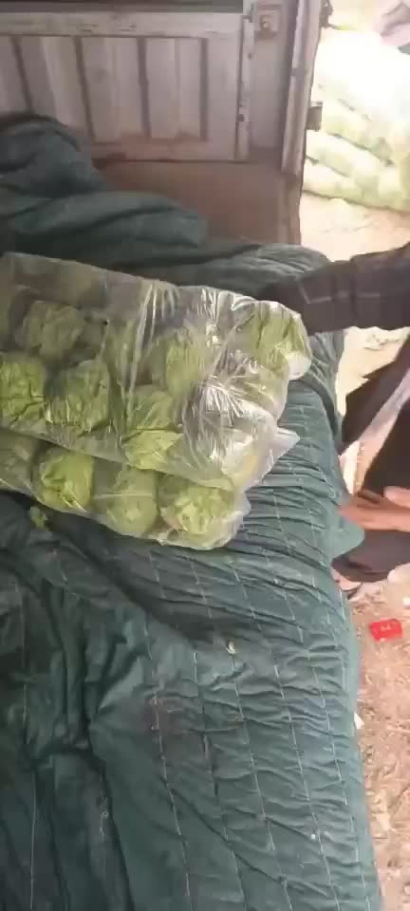 陕西甘蓝大量上市需要的朋友可以联系