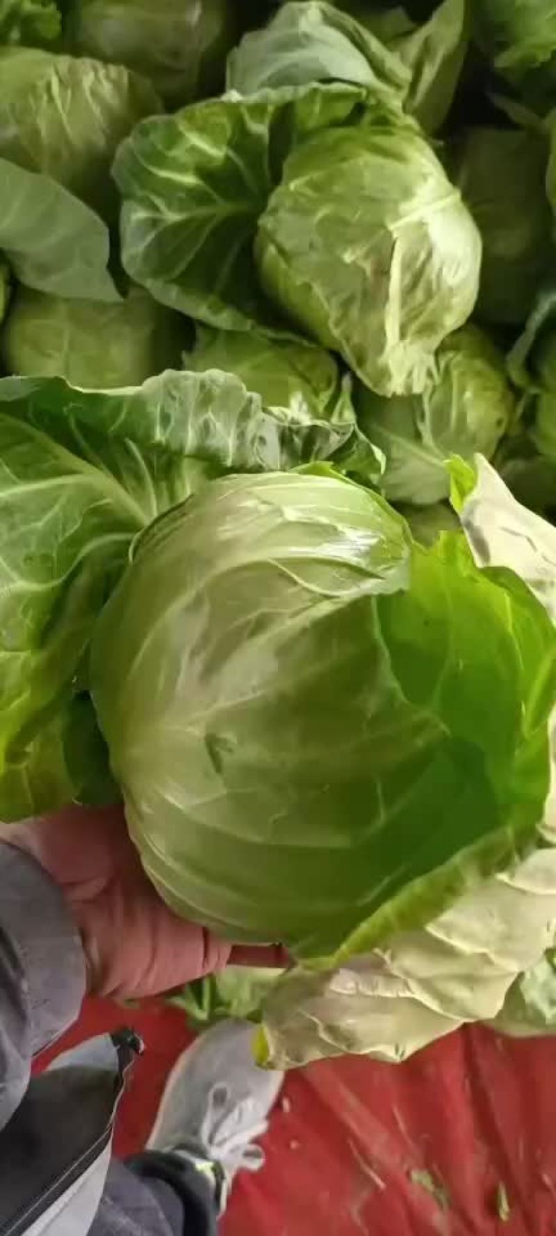 陕西甘蓝大量上市需要的朋友可以联系