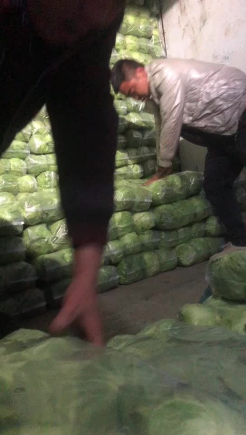 陕西甘蓝大量上市需要的朋友可以联系