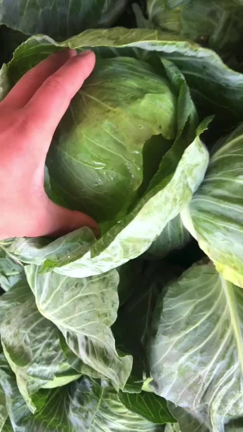 陕西甘蓝大量上市需要的朋友可以联系