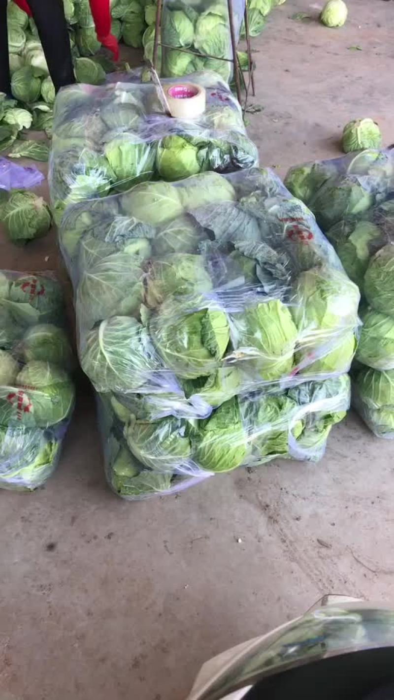 陕西甘蓝大量上市需要的朋友可以联系