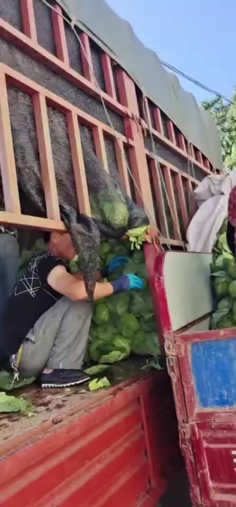 陕西甘蓝大量上市需要的朋友可以联系