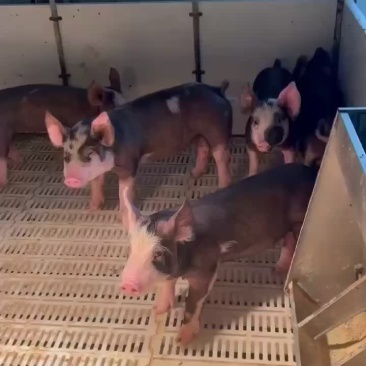 巴克夏公猪，母猪
